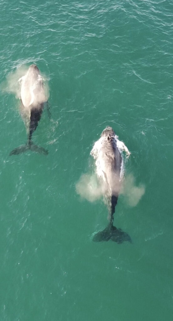 Buckelwale vor der Küste Australiens